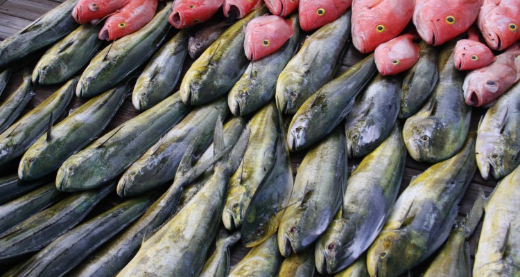 fish market