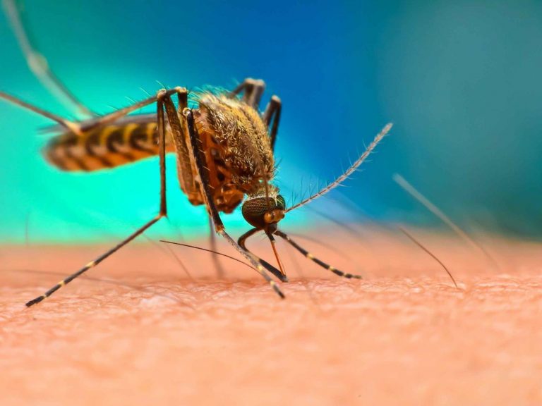 Groups Warn Against Release Of Engineered Mosquitoes In