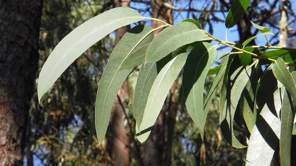 The science behind the eucalyptus tree ban in Kenya’s wetlands